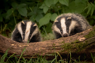 Badgers © Paul Macro