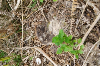 Nightjar chick on a woodland floor