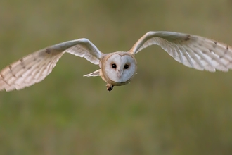 Barn Owl - Stoke Park Farm