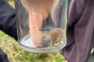 a pygmy shrew in a clear glass jar being held in a hand