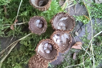 Top down image of a fluted bird's nest fungus. There are 7 fruiting bodies amongst green moss