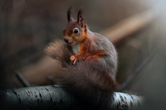 A red squirrel in a dark woodland holding its tail infant of it