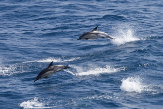 Common Dolphins