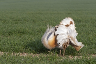 Great Bustard David Waters