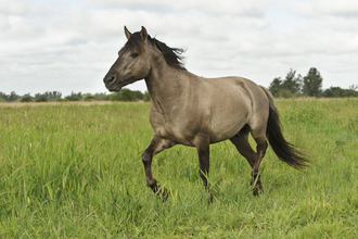 Horse in pasture © Terry Whittaker/2020VISION