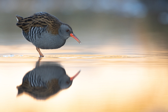 Water rail © Joshua Copping