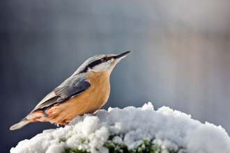 A bird perched on a snow-covered branch, surrounded by a serene winter landscape.