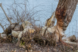 Image of a gnawed and nibbled tree trunk alongside a river in Bavaria.