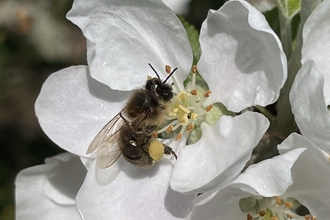 Bee on Fruit Blossom, Susan Simmonds