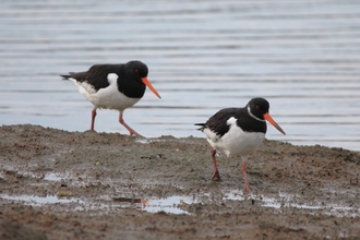 Bird Aware Solent