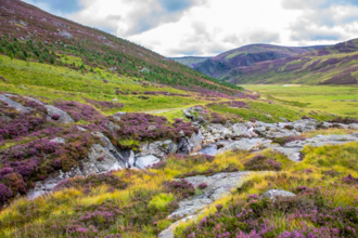 Scenic view of Cairngorms National Park with vibrant heather in bloom, rolling hills, and a small stream flowing through rocky terrain.