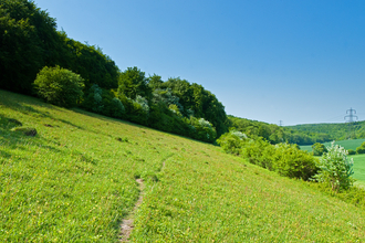 A green grass field on a steep hill. In the background is a lush tree line and a blue sky