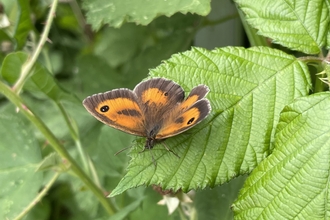 Gatekeeper Butterfly, Susan Simmonds