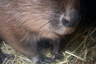 Beaver eating ale