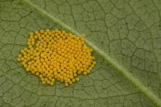 a close up of a cluster of yellow/ orange moth eggs gathered on a leaf