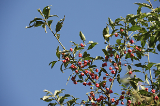 Spindle Tree 