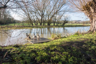 Four ducks perched on a small wooden platform at the edge of the River Stour surrounded by grass and leafless trees under a clear sky.