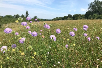 WSR Scabious