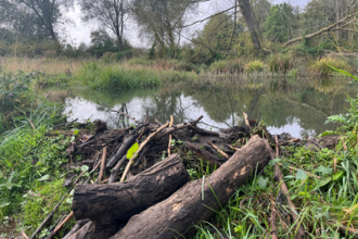 An image showing a beaver dam made of sticks, logs and branches holding back water. Dense greenery is surrounding the pond. 