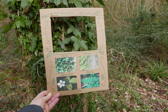 Looking at ivy on a tree using a plant viewer.