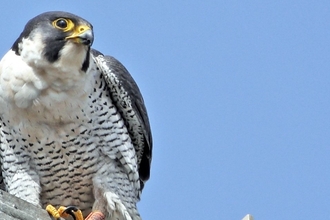 Male Peregrine falcon, Romsey, 26 March 2024, Richard Jacobs