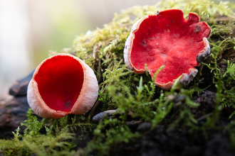 two Scarlett elf cups amongst green moss