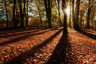 Beech trees in the New Forest