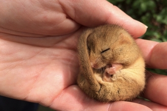 hazel dormouse in Ecologist's hand