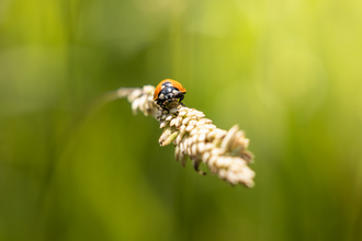 A 7 spot lady bird on a long grass with a blurred background