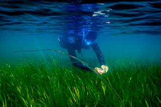 A diver underwater collecting seagrass