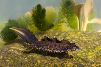 Great crested newt