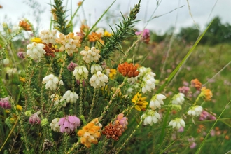 Heather & gorse at Hook Common and Bartley Heath