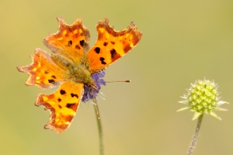 Comma Butterfly WildNet - ©Amy Lewis