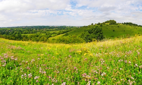 St Catherine's Hill nature reserve © Ed Merritt