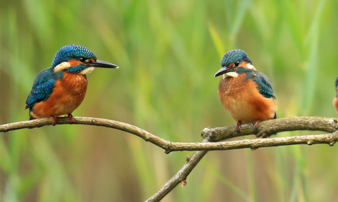 Kingfishers © Jon Hawkins - Surrey Hills Photography