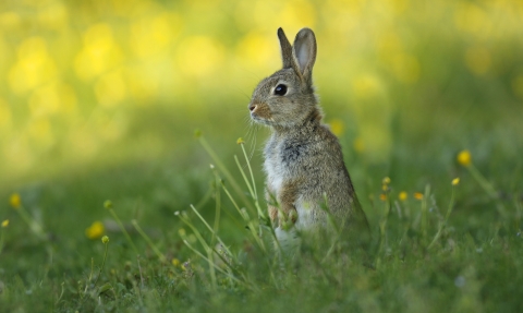 Rabbit © Jon Hawkins