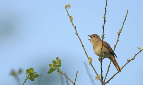 Nightingale singing