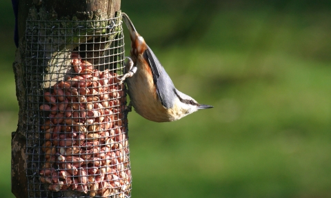 vine house farm bird feeders