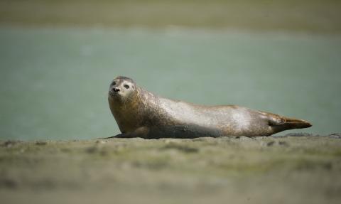 Harbour seal