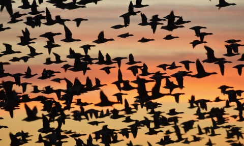 Brent Geese © Terry Whittaker/2020VISION