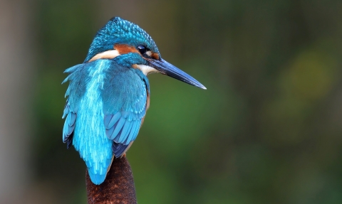 Kingfisher by Garry Prescott