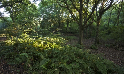 Swanwick Woods ©Mike Read