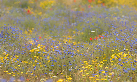 Wildflowers on farmland © James Adler