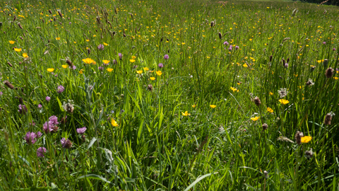 Lowland meadow