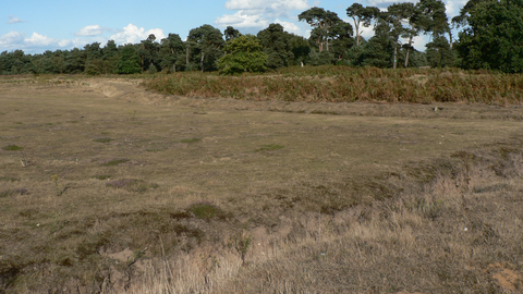 Lowland dry acid grassland