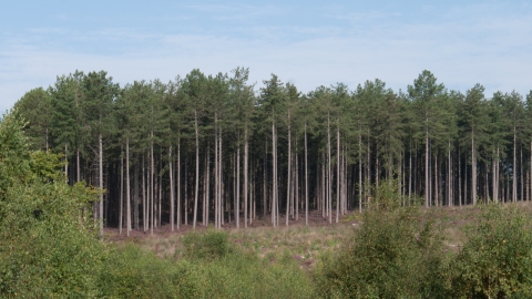 Lowland dry acid grassland