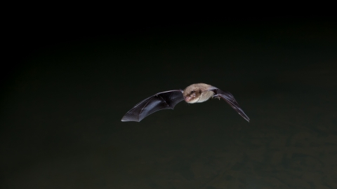 Daubenton's Bat © Dale Sutton 2020VISION