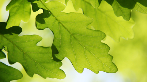 Oak Leaves © Jim Higham