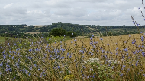 Wild flower field margins at Broughton Water Buffalo farm.  Coral Newton