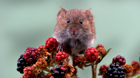 Bank vole on berries